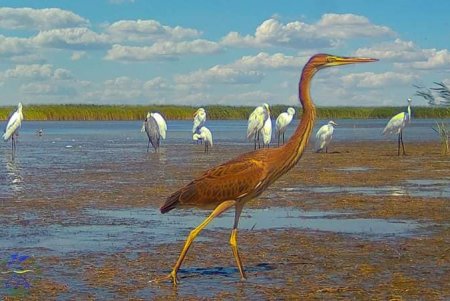 «Тузловскую Амазонию» посетили экзотические птицы (фото)