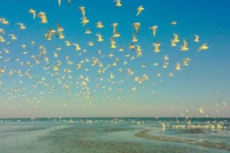 Несмотря на осень в «Тузловской Амазонии» вылупляются птенцы (фото)