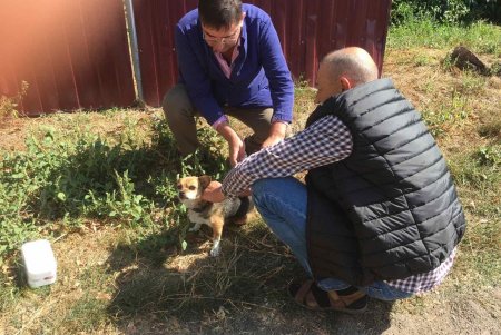 В Одесской области проводится кампания по бесплатной вакцинации животных от бешенства (фото)