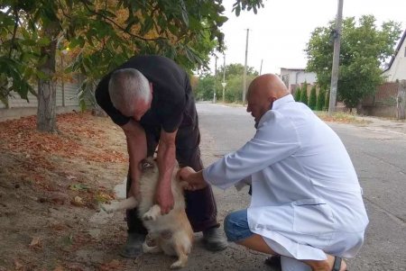 В Одесской области проводится кампания по бесплатной вакцинации животных от бешенства (фото)