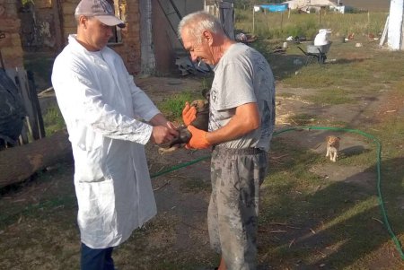 В Одесской области проводится кампания по бесплатной вакцинации животных от бешенства (фото)