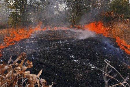 В Березовском районе спасатели борются с возгоранием сухой растительности: за последние дни сгорело почти восемь гектаров земли (фото, видео)