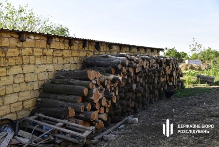 В нацпарке «Куяльницкий» директор лесхоза незаконно организовал масштабную вырубку дубов, ясеней и акаций (фото)