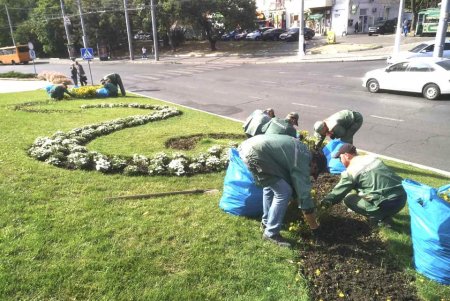 На улицах Одессы коммунальщики высадили вместо летних цветов разноцветные хризантемы (фото)