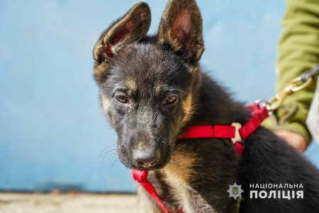 Американские партнеры передали в Одесский кинологический центр полиции четырех немецких и бельгийских овчарок (фото, видео)