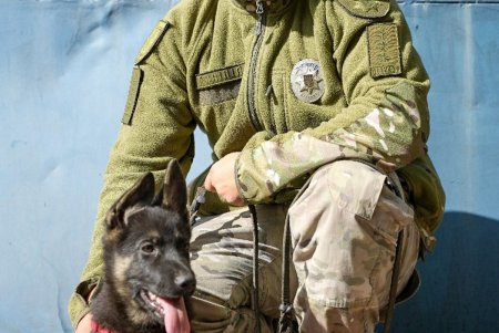 Американские партнеры передали в Одесский кинологический центр полиции четырех немецких и бельгийских овчарок (фото, видео)
