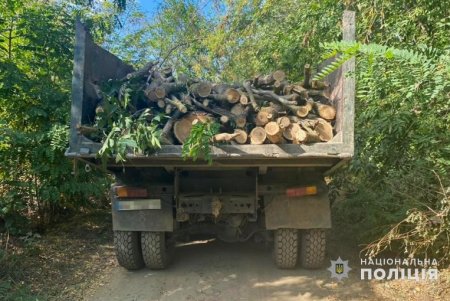 В Придунавье «черные лесорубы» вырубили почти два десятка ценных деревьев (фото) 