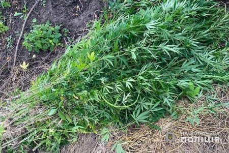 В Одесской области выявили наркоплантатора-рецидивиста (фото)