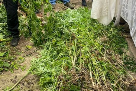 В Одесской области выявили наркоплантатора-рецидивиста (фото)