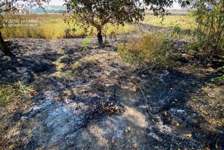 В Березовском районе «на горячем» поймали шестерых поджигателей сухостоя (фото)