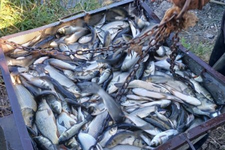 В озера Ялпуг и Кугурлуй вселили почти 200 тысяч мальков толстолобика (фото)