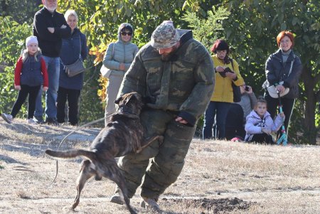 На фестивале обученные собаки помогали одесситам преодолевать стресс (фото)