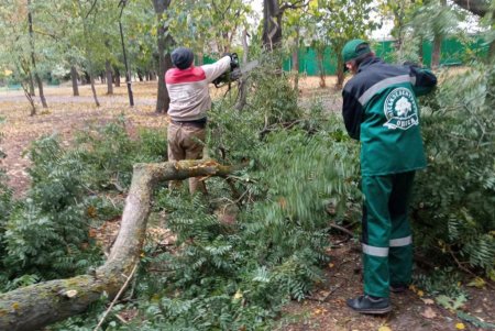 Из-за разгула стихии минувшей ночью в Одессе рухнули более трех десятков деревьев (фото)