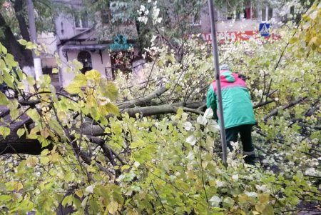 Из-за разгула стихии минувшей ночью в Одессе рухнули более трех десятков деревьев (фото)