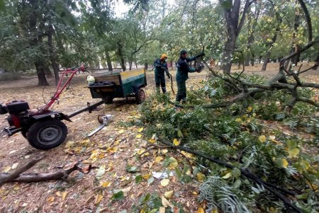 Из-за разгула стихии минувшей ночью в Одессе рухнули более трех десятков деревьев (фото)