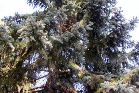 Осеняя прогулка по солнечному Французскому бульвару (фоторепортаж)