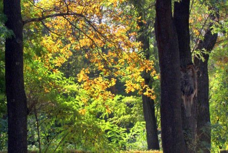 Осеняя прогулка по солнечному Французскому бульвару (фоторепортаж)