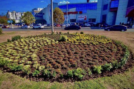 В Старобазарном сквере коммунальщики высадили девять видов декоративных растений (фото)