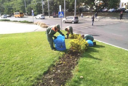 В Старобазарном сквере коммунальщики высадили девять видов декоративных растений (фото)