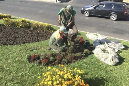 В Старобазарном сквере коммунальщики высадили девять видов декоративных растений (фото)