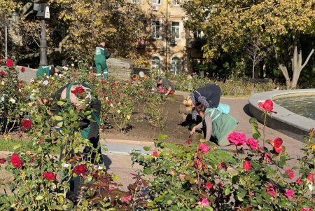 В Старобазарном сквере коммунальщики высадили девять видов декоративных растений (фото)