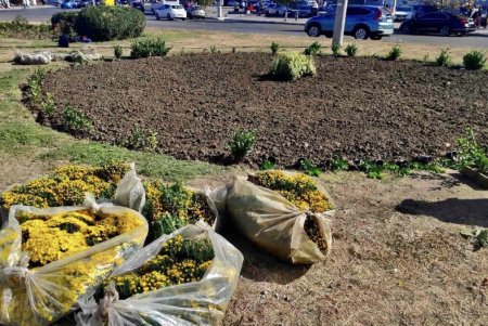 В Старобазарном сквере коммунальщики высадили девять видов декоративных растений (фото)