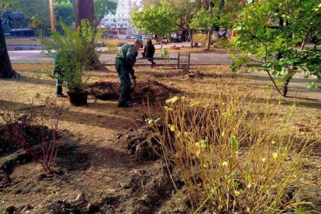 В Старобазарном сквере коммунальщики высадили девять видов декоративных растений (фото)