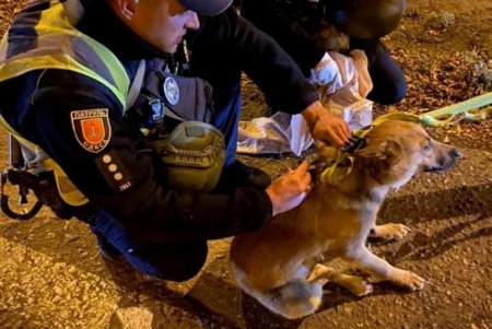 В Одессе патрульные спасли собаку, которая попала под колеса мотоцикла (фото)