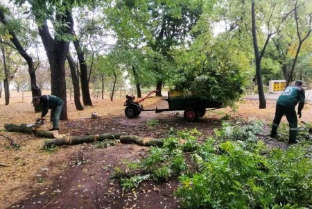 В Одессе ветер свалил девять деревьев и шесть больших веток (фото)