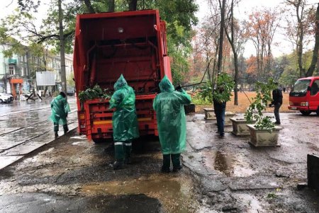 В Одессе ветер свалил девять деревьев и шесть больших веток (фото)