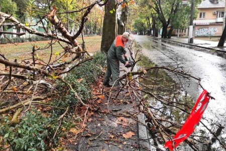 В Одессе ветер свалил девять деревьев и шесть больших веток (фото)