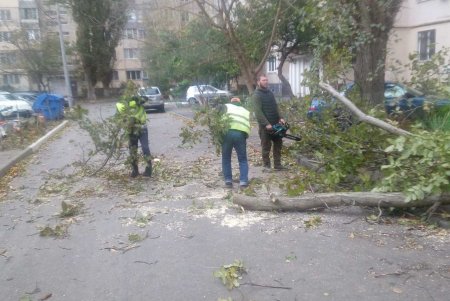 В Одессе сильный ветер валит деревья (фото)