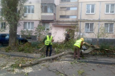 В Одессе сильный ветер валит деревья (фото)