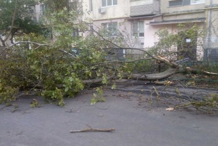 В Одессе сильный ветер валит деревья (фото)