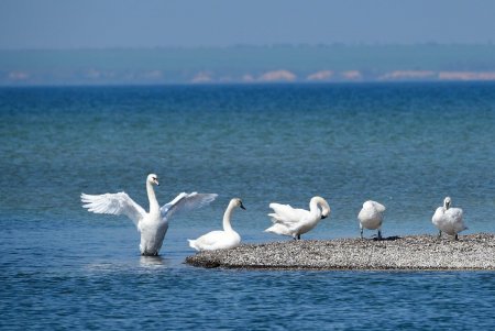 На Тилигульском лимане птицы готовятся к зимовке (фото)