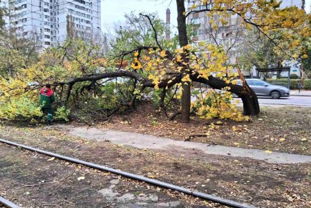 Из-за сильного ветра в Одессе упало 24 дерева (фото)