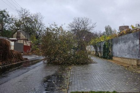 В Одессе бушует непогода: попадали более полусотни деревьев и около десятка больших веток