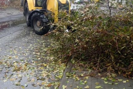 В Одессе бушует непогода: попадали более полусотни деревьев и около десятка больших веток