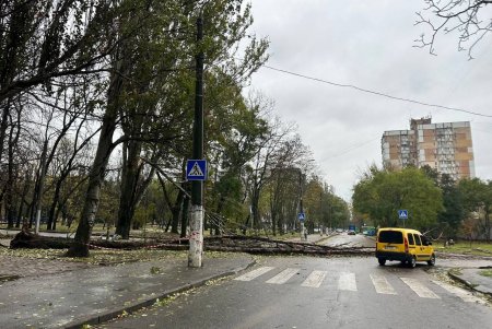 В Одессе бушует непогода: попадали более полусотни деревьев и около десятка больших веток