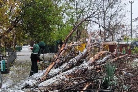 В Одессе из-за сильного ветра упало 14 деревьев и крупных веток (обновляется)