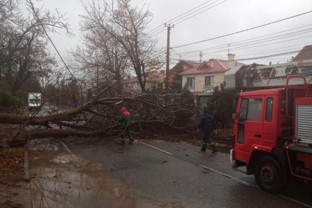 В Одессе из-за сильного ветра упало 14 деревьев и крупных веток (обновляется)