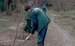 Озеленювачі розпочали висадження дерев в Одесі (фото)