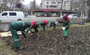 Озеленювачі розпочали висадження дерев в Одесі (фото)