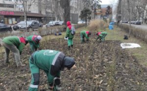 Озеленювачі розпочали висадження дерев в Одесі (фото)