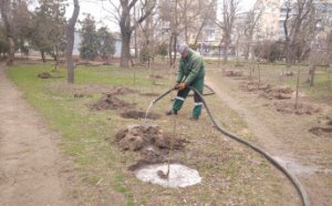 Озеленювачі розпочали висадження дерев в Одесі (фото)