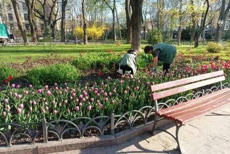 42 тисячі тюльпанів прикрасили Одесу (фото)