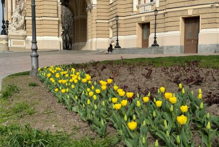 42 тисячі тюльпанів прикрасили Одесу (фото)