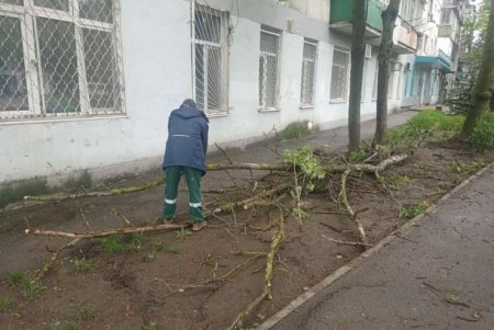 Поривчастим вітром в Одесі повалено декілька десятків дерев (фото)