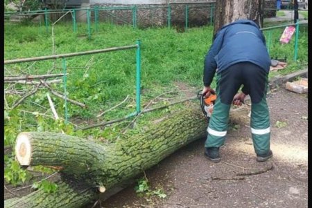 Поривчастим вітром в Одесі повалено декілька десятків дерев (фото)