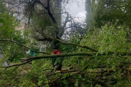 Поривчастим вітром в Одесі повалено декілька десятків дерев (фото)